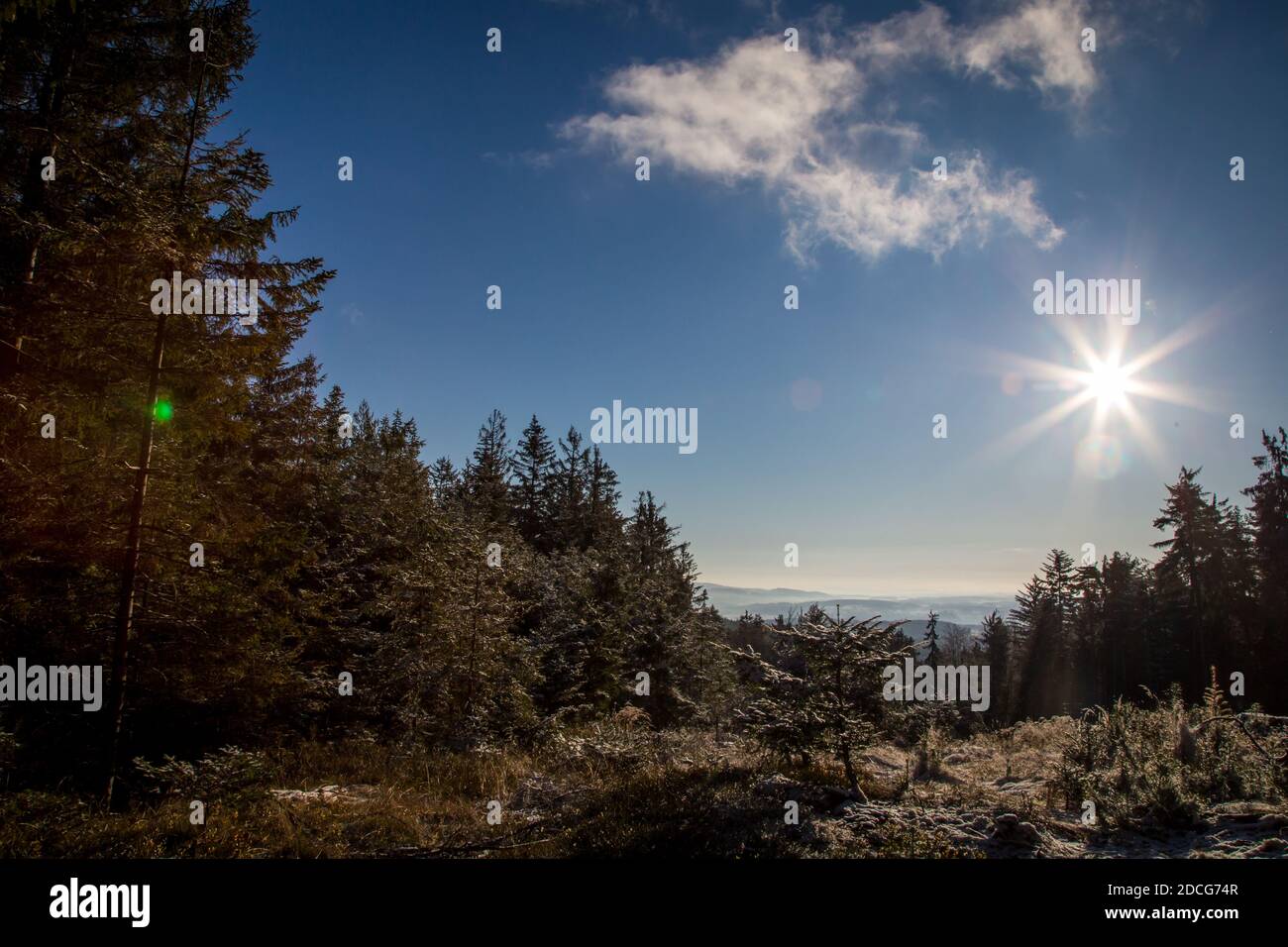 Waldviertel, Österreich - immergrüner Baumwald & erster Schnee an einem sonnigen Tag (Wintersaison 2020/ 2021) Stockfoto