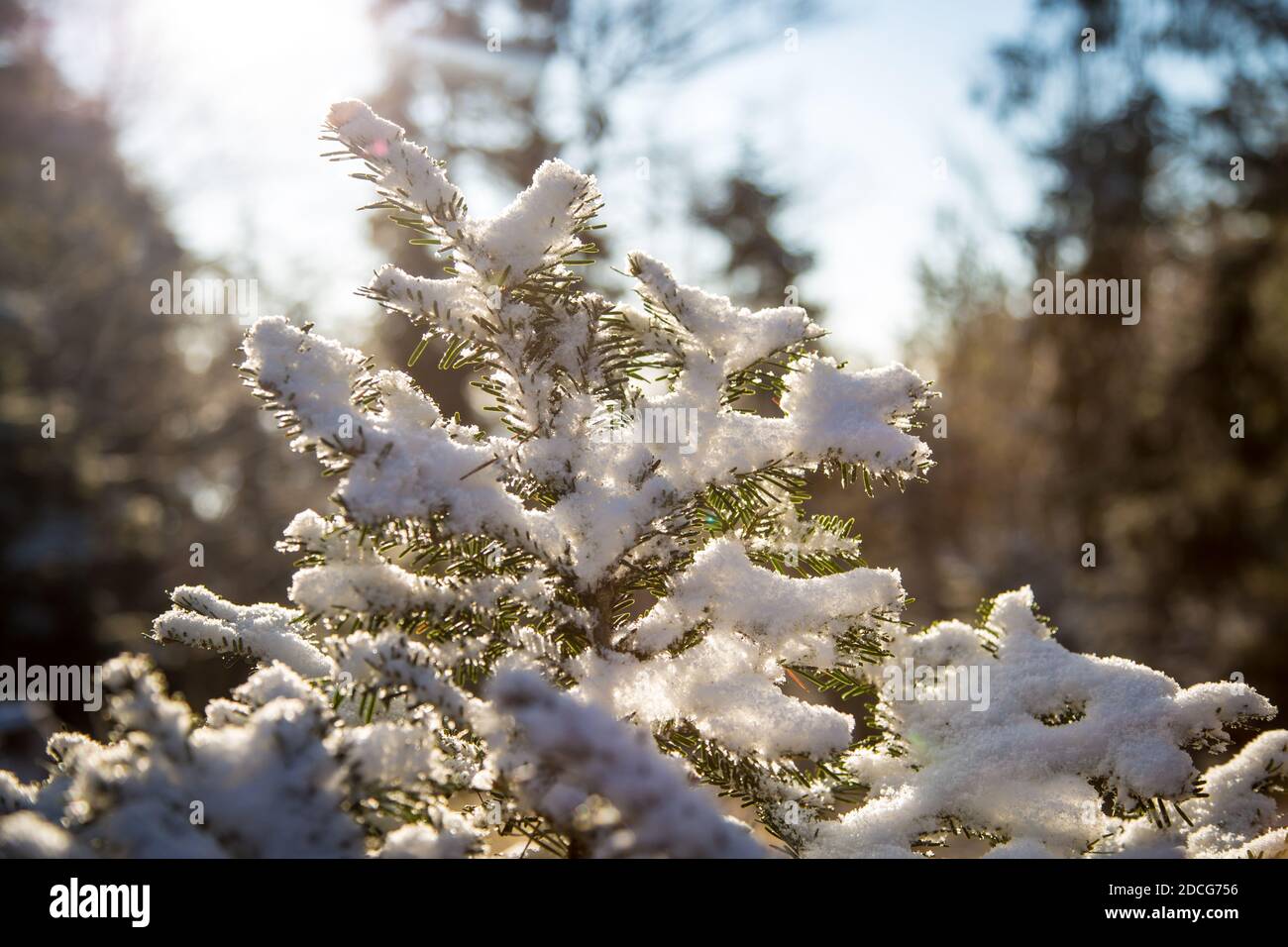 Waldviertel, Österreich - Äste immergrüner Bäume & erster Schnee an einem sonnigen Tag (Wintersaison 2020/ 2021) Stockfoto