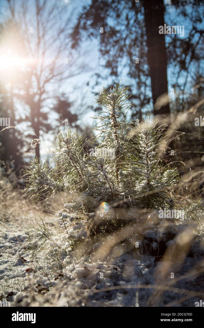 Waldviertel, Österreich - Äste immergrüner Bäume & erster Schnee an einem sonnigen Tag (Wintersaison 2020/ 2021) Stockfoto