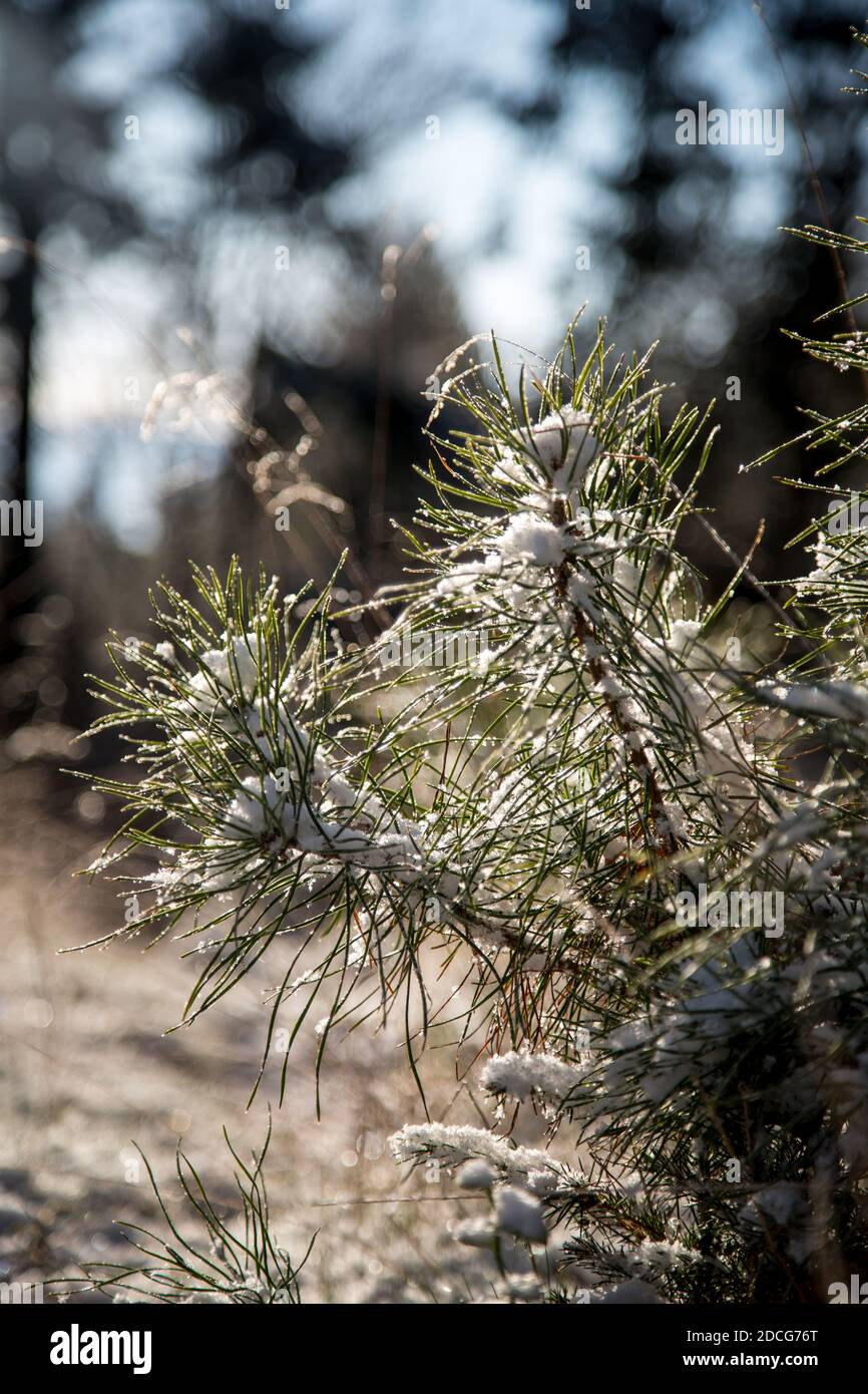 Waldviertel, Österreich - Äste immergrüner Bäume & erster Schnee an einem sonnigen Tag (Wintersaison 2020/ 2021) Stockfoto