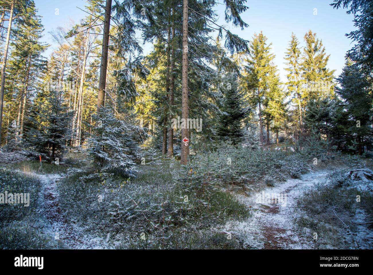 Waldviertel, Österreich - immergrüner Baumwald & erster Schnee an einem sonnigen Tag (Wintersaison 2020/ 2021) Stockfoto