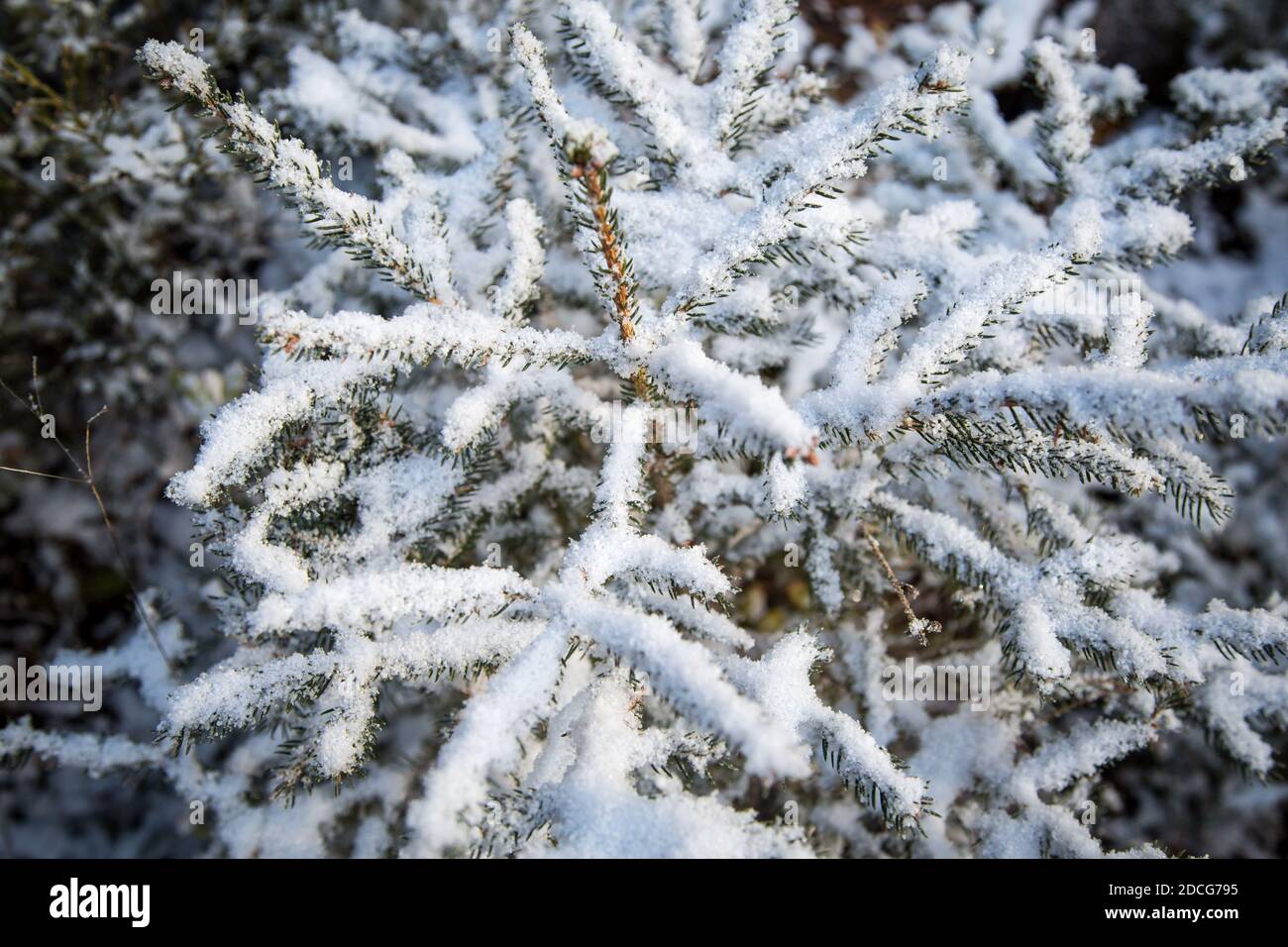 Waldviertel, Österreich - immergrüne Äste & erster Schnee (Wintersaison 2020/ 2021) Stockfoto