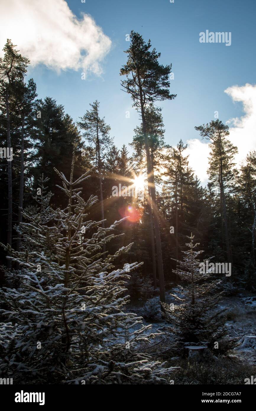 Waldviertel, Österreich - immergrüner Baumwald & erster Schnee an einem sonnigen Tag (Wintersaison 2020/ 2021) Stockfoto