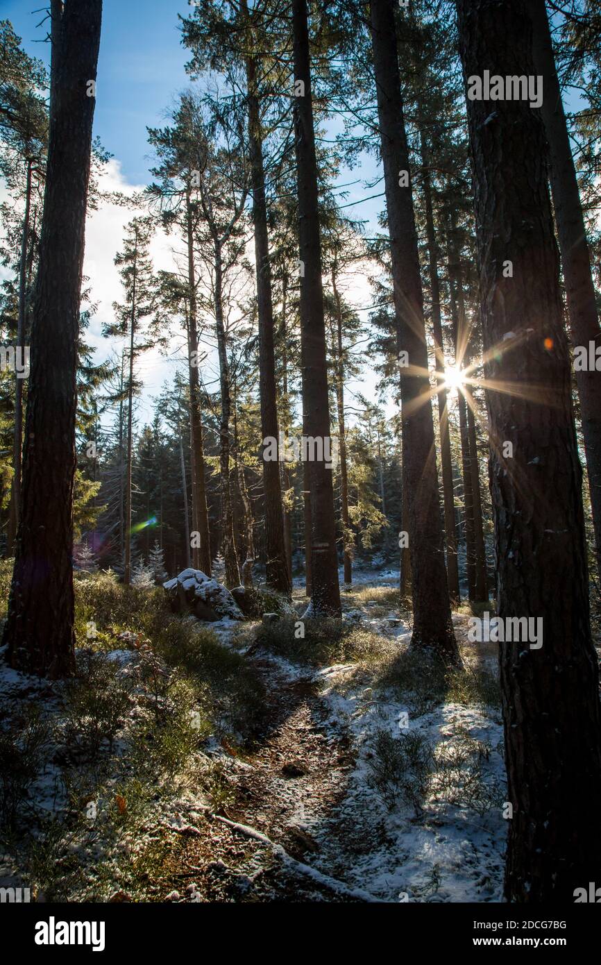 Waldviertel, Österreich - immergrüner Baumwald & erster Schnee an einem sonnigen Tag (Wintersaison 2020/ 2021) Stockfoto
