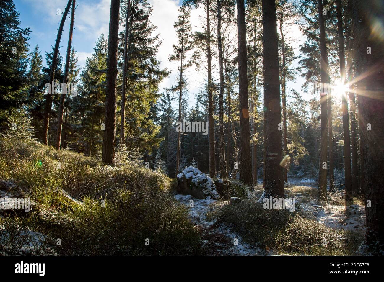 Waldviertel, Österreich - immergrüner Baumwald & erster Schnee an einem sonnigen Tag (Wintersaison 2020/ 2021) Stockfoto