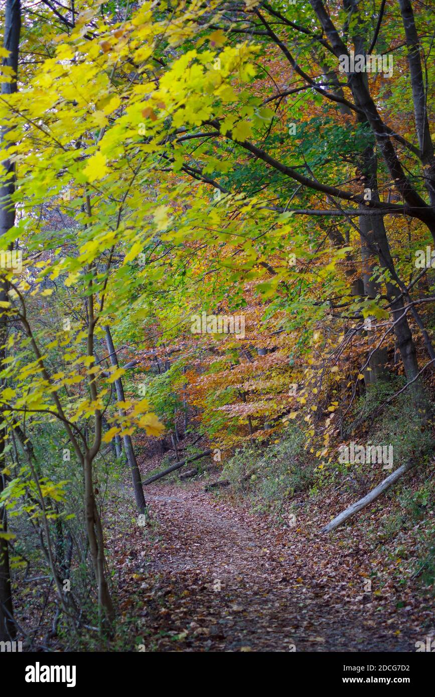 Herrlicher Herbstweg durch bunte Wälder Stockfoto