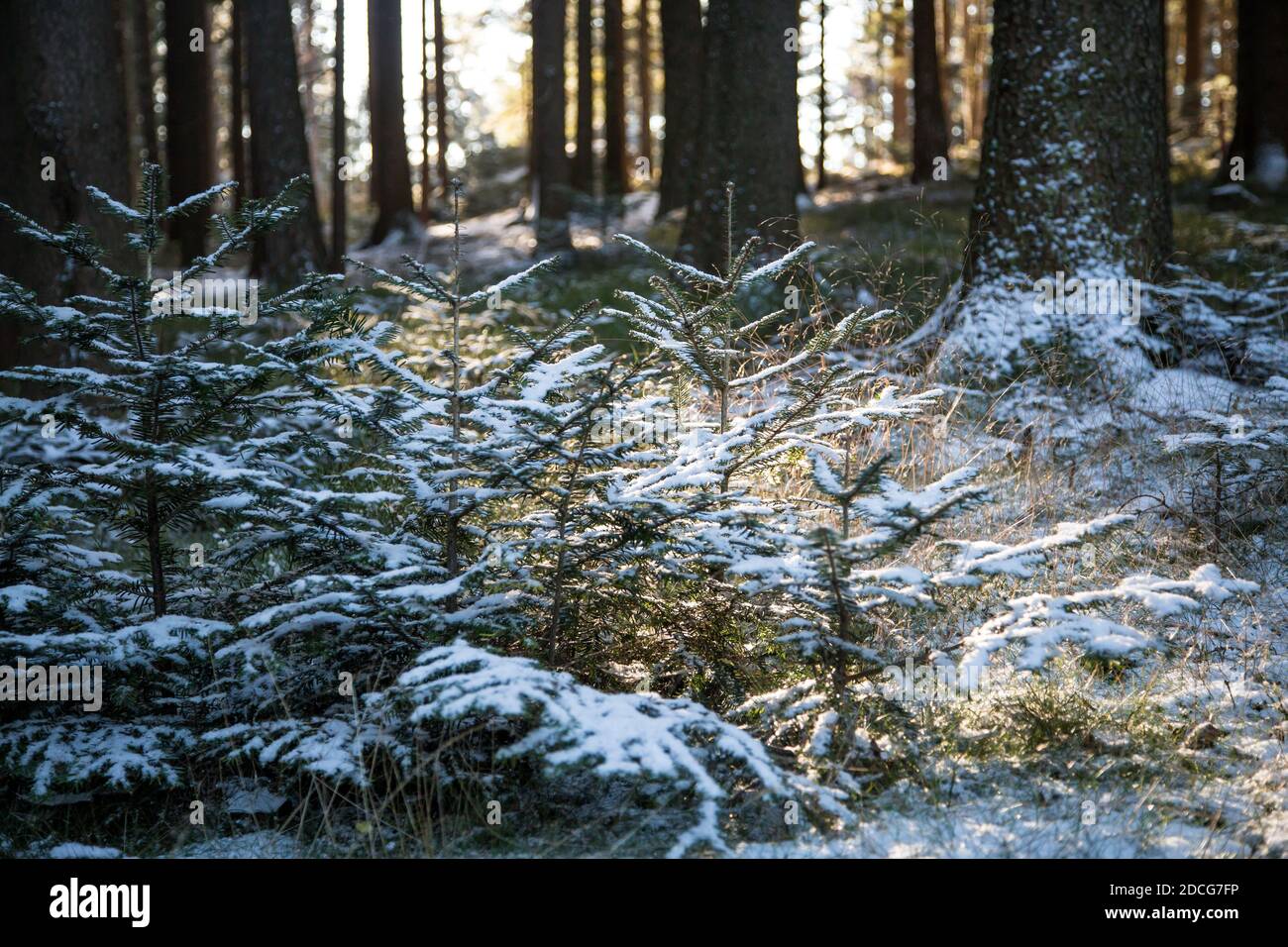 Waldviertel, Österreich - Wald & erster Schnee an einem sonnigen Tag (Wintersaison 2020/ 2021) Stockfoto