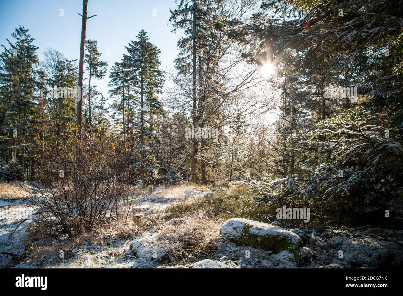Waldviertel, Österreich - immergrüner Baumwald & erster Schnee an einem sonnigen Tag (Wintersaison 2020/ 2021) Stockfoto