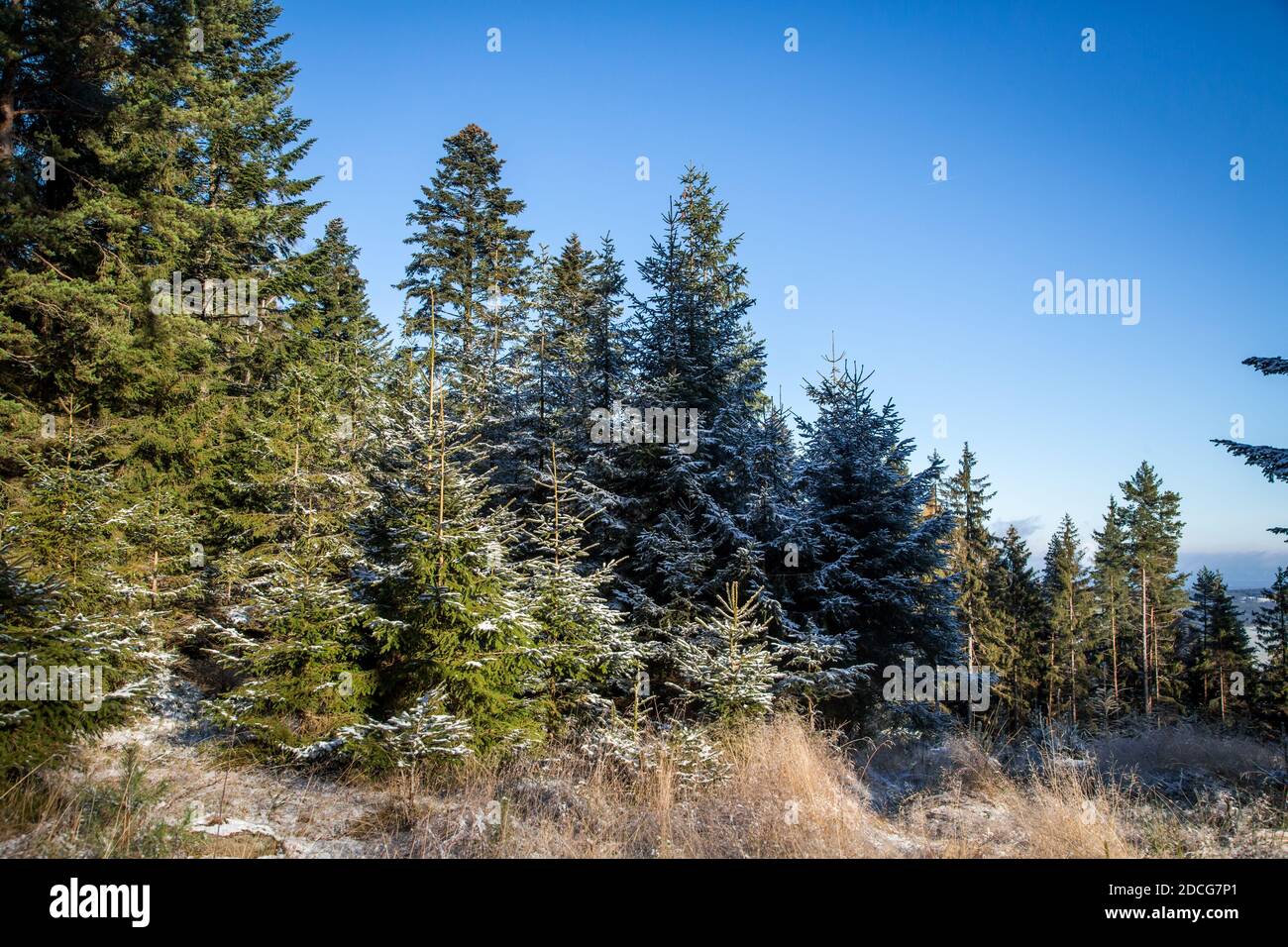 Waldviertel, Österreich - immergrüner Baumwald & erster Schnee an einem sonnigen Tag (Wintersaison 2020/ 2021) Stockfoto