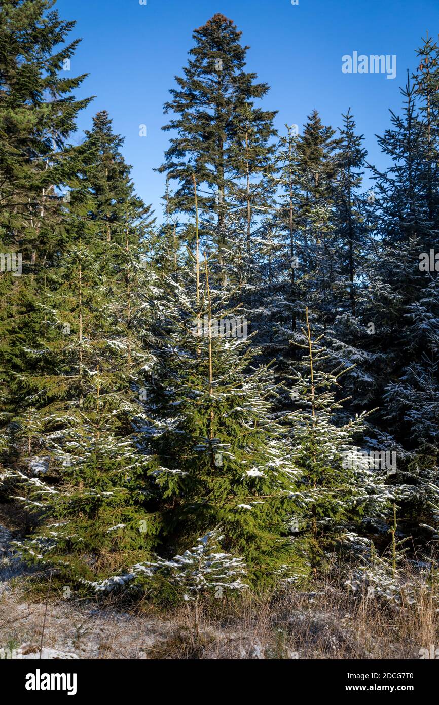 Waldviertel, Österreich - immergrüner Baumwald & erster Schnee an einem sonnigen Tag (Wintersaison 2020/ 2021) Stockfoto