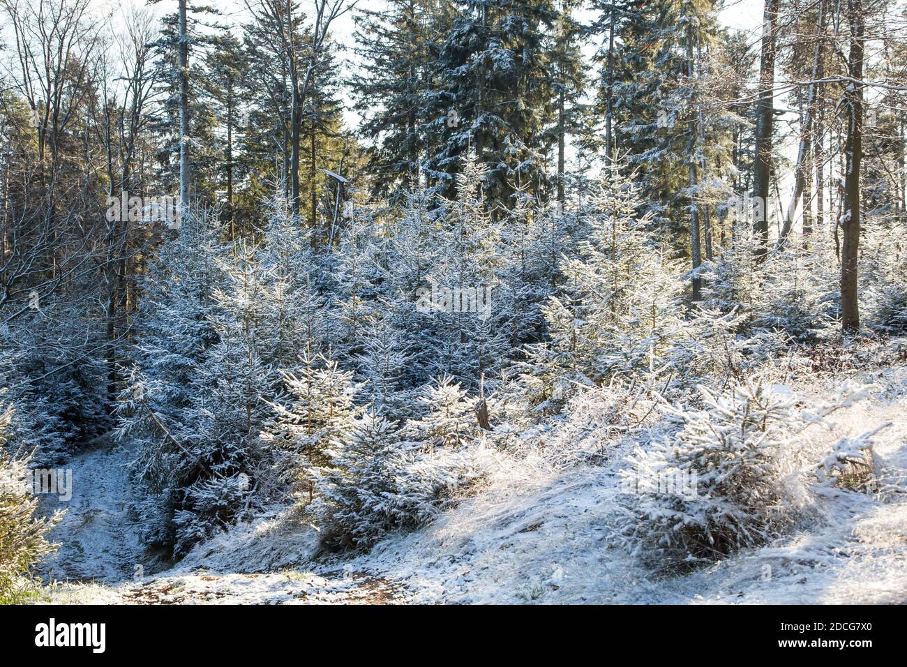 Waldviertel, Österreich - immergrüner Baumwald & erster Schnee an einem sonnigen Tag (Wintersaison 2020/ 2021) Stockfoto