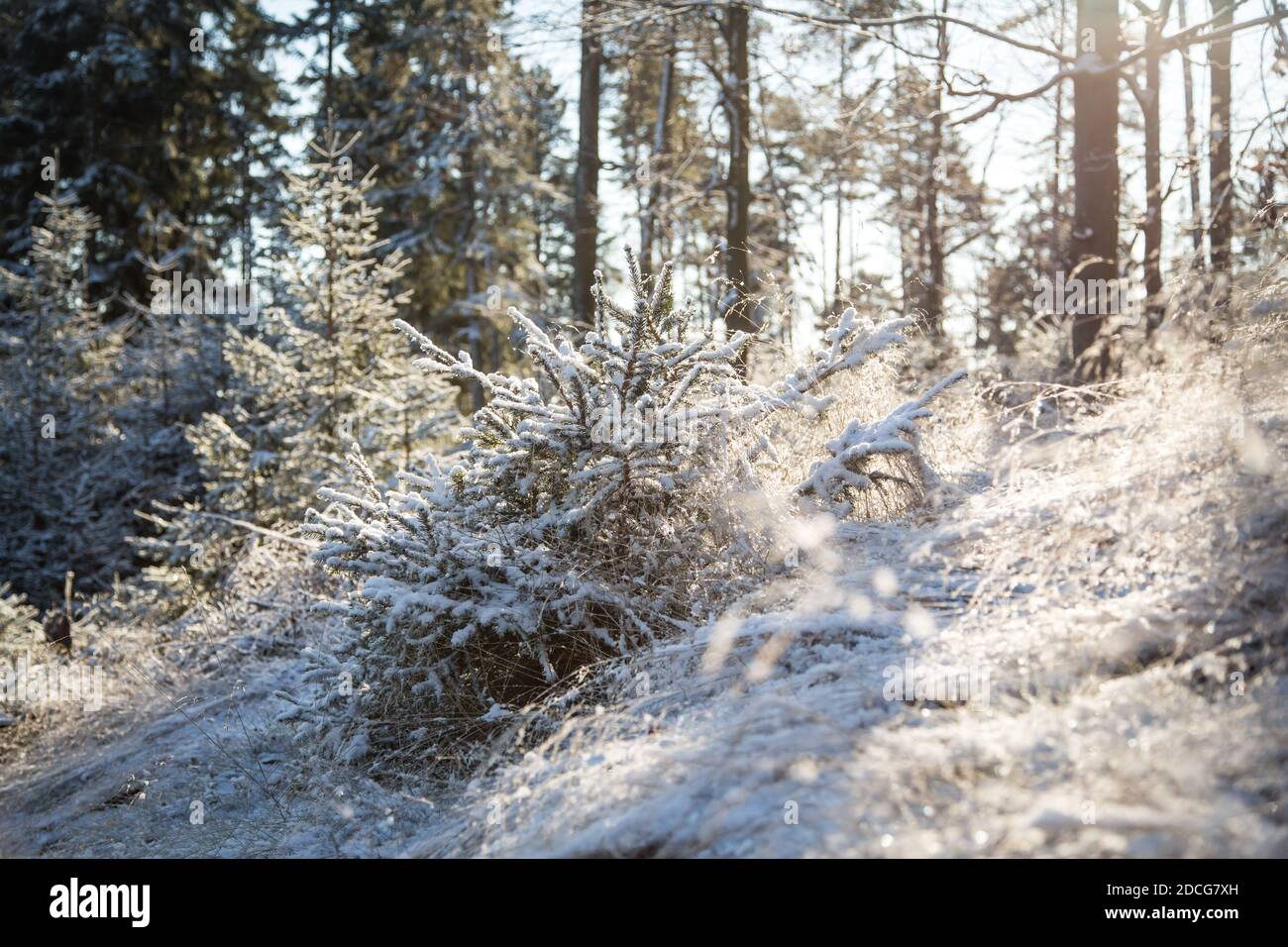 Waldviertel, Österreich - junger immergrüner Baum & erster Schnee an einem sonnigen Tag (Wintersaison 2020/ 2021) Stockfoto