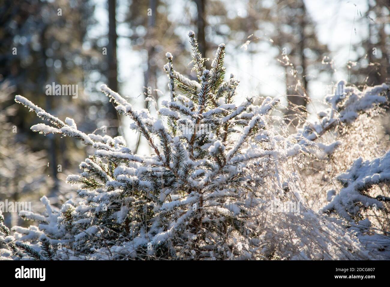 Waldviertel, Österreich - Äste immergrüner Bäume & erster Schnee an einem sonnigen Tag (Wintersaison 2020/ 2021) Stockfoto