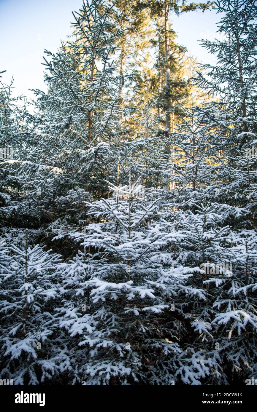 Waldviertel, Österreich - immergrüne Bäume & erster Schnee (Wintersaison 2020/ 2021) Stockfoto
