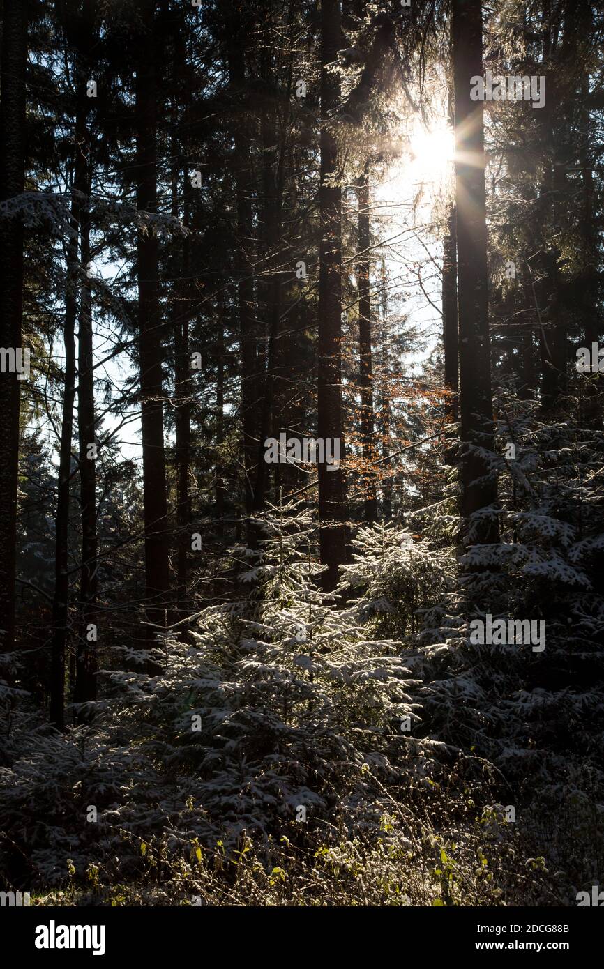 Waldviertel, Österreich - immergrüner Baumwald & erster Schnee an einem sonnigen Tag (Wintersaison 2020/ 2021) Stockfoto