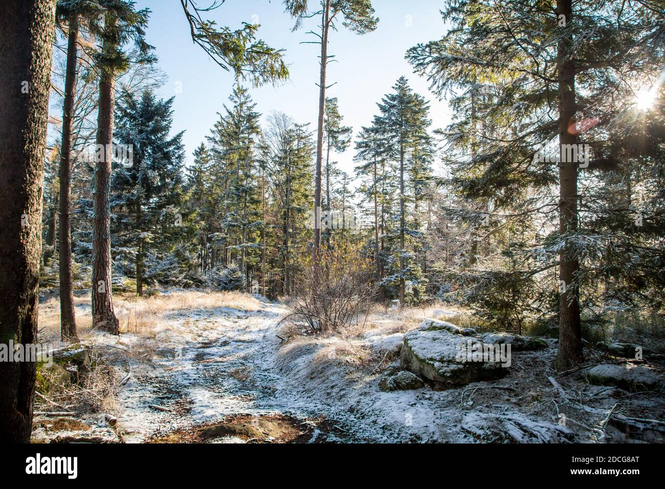 Waldviertel, Österreich - immergrüner Baumwald & erster Schnee an einem sonnigen Tag (Wintersaison 2020/ 2021) Stockfoto