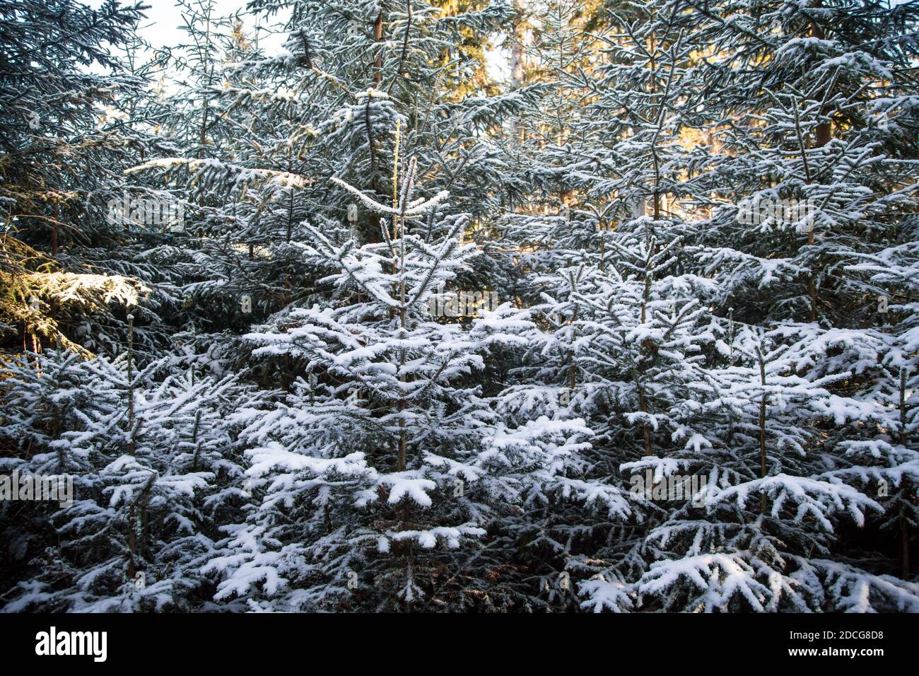 Waldviertel, Österreich - immergrüne Bäume & erster Schnee (Wintersaison 2020/ 2021) Stockfoto