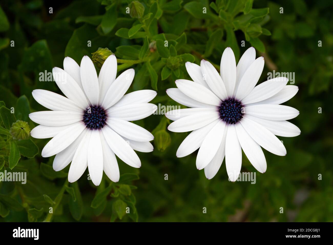 Afrikanische daisie (Osteospermum) weiße Blüte Draufsicht Stockfoto