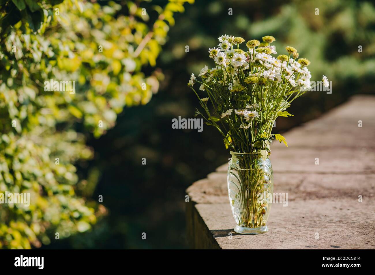 Ein Haufen Kamillen in Glasvase im Herbst Stockfoto