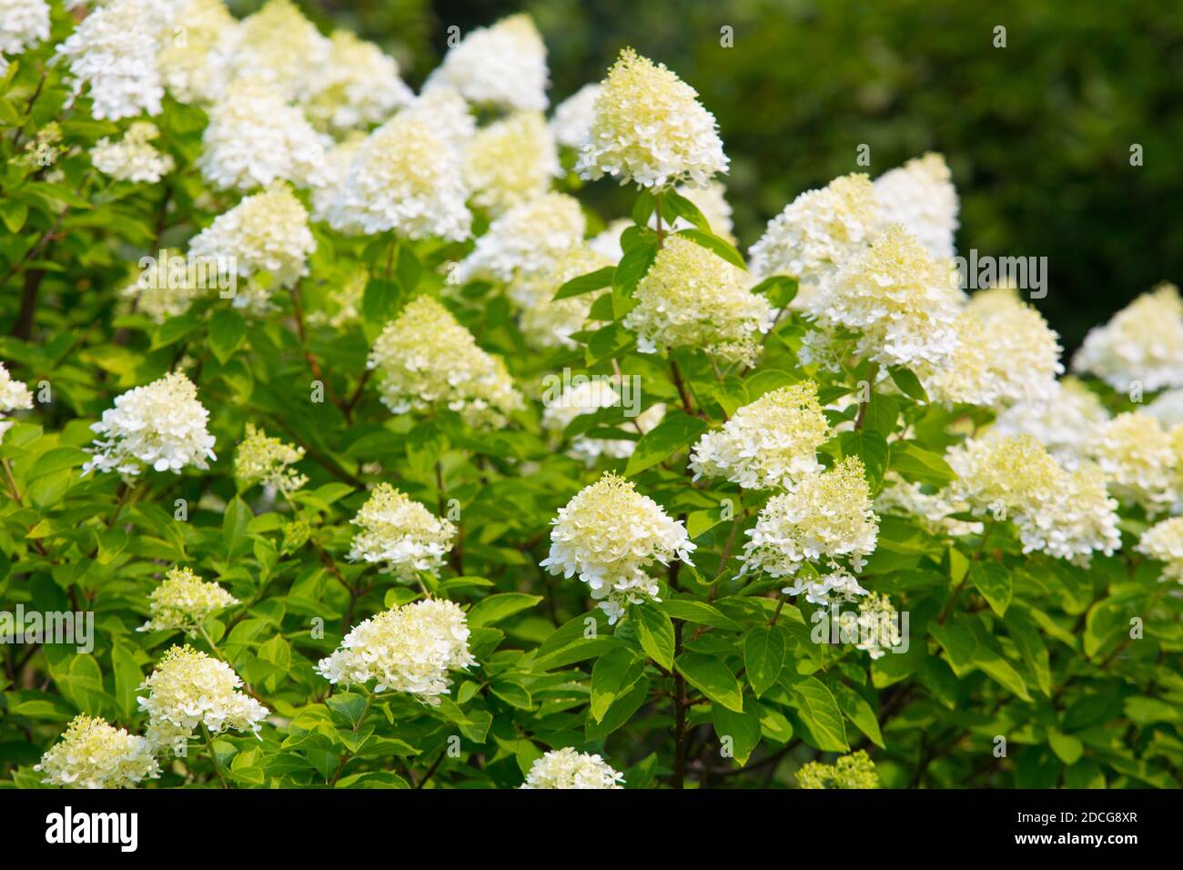 Großer Busch von weißen blühenden Hortensien Stockfoto