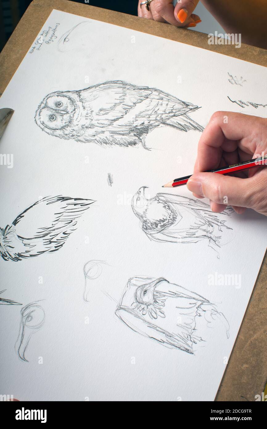 GROSSBRITANNIEN / England / London / Wild Life Drawing / Life Drawing Classe close up of Hand drawing birds. Stockfoto