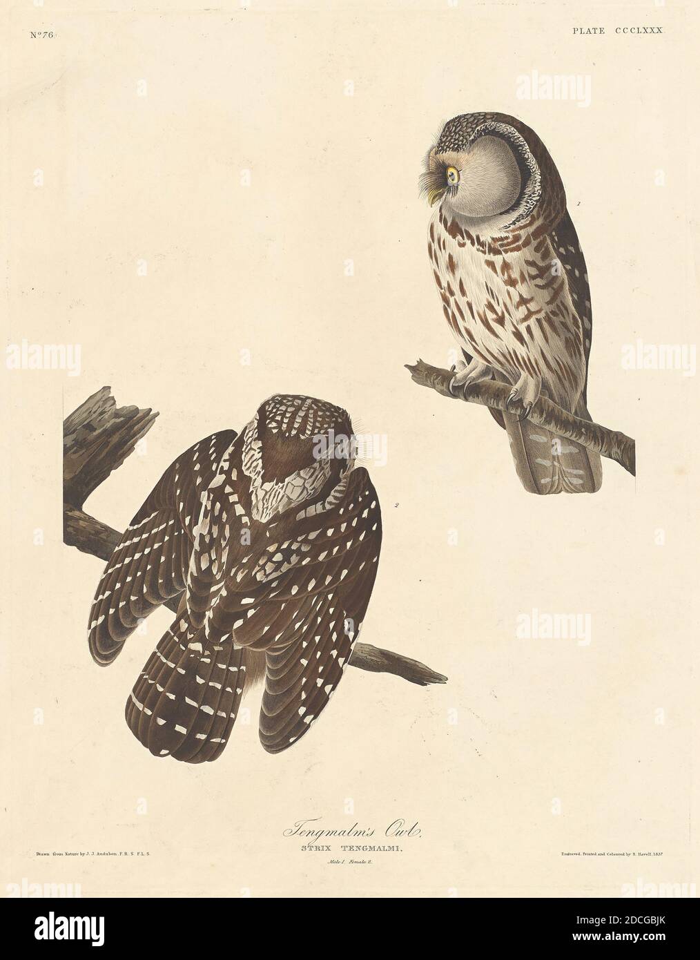 Robert Havell, Jr., (Künstler), Amerikaner, Born England, 1793 - 1878, John James Audubon, (Künstler nach), Amerikaner, 1785 - 1851, Tengmalm's Owl, The Birds of America: Plate CCCLXXX, (Serie), 1837, handkolorierter Gravur und Aquatinta auf Whatman-Wove-Papier Stockfoto