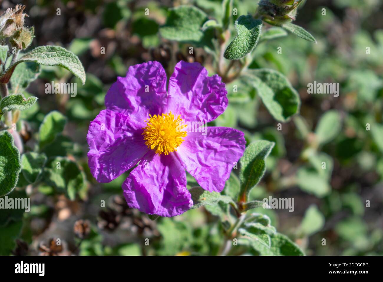 Cistus creticus (rosafarbene Steinrose) Blume Stockfoto