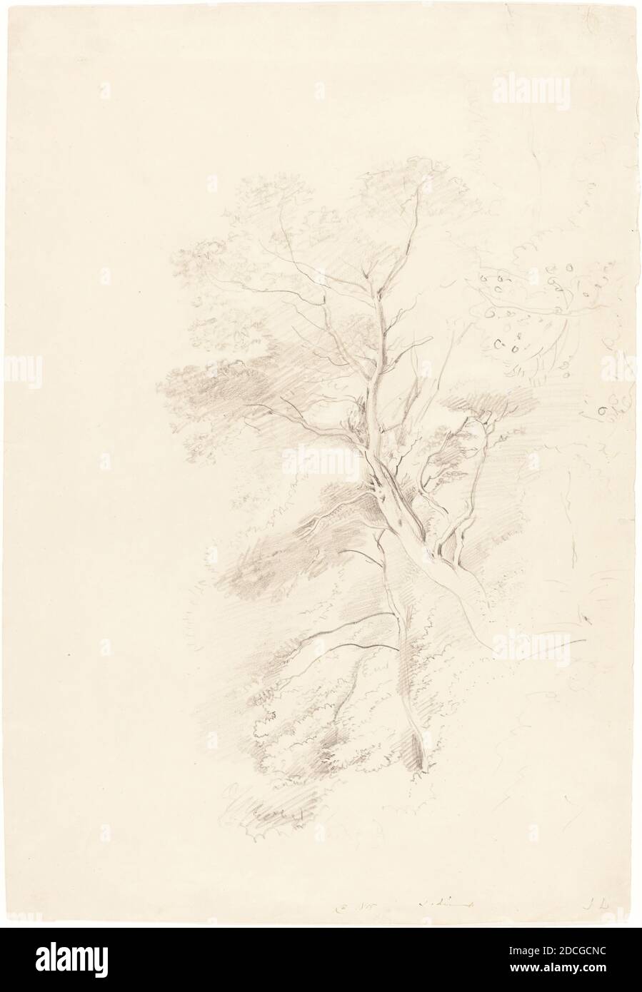 John Linnell, (Künstler), britisch, 1792 - 1882, A Beech Wood, 1815, Graphit mit weißer Kreide auf Gewebspapier erhöht, insgesamt: 42 x 28.8 cm (16 9/16 x 11 5/16 Zoll Stockfoto