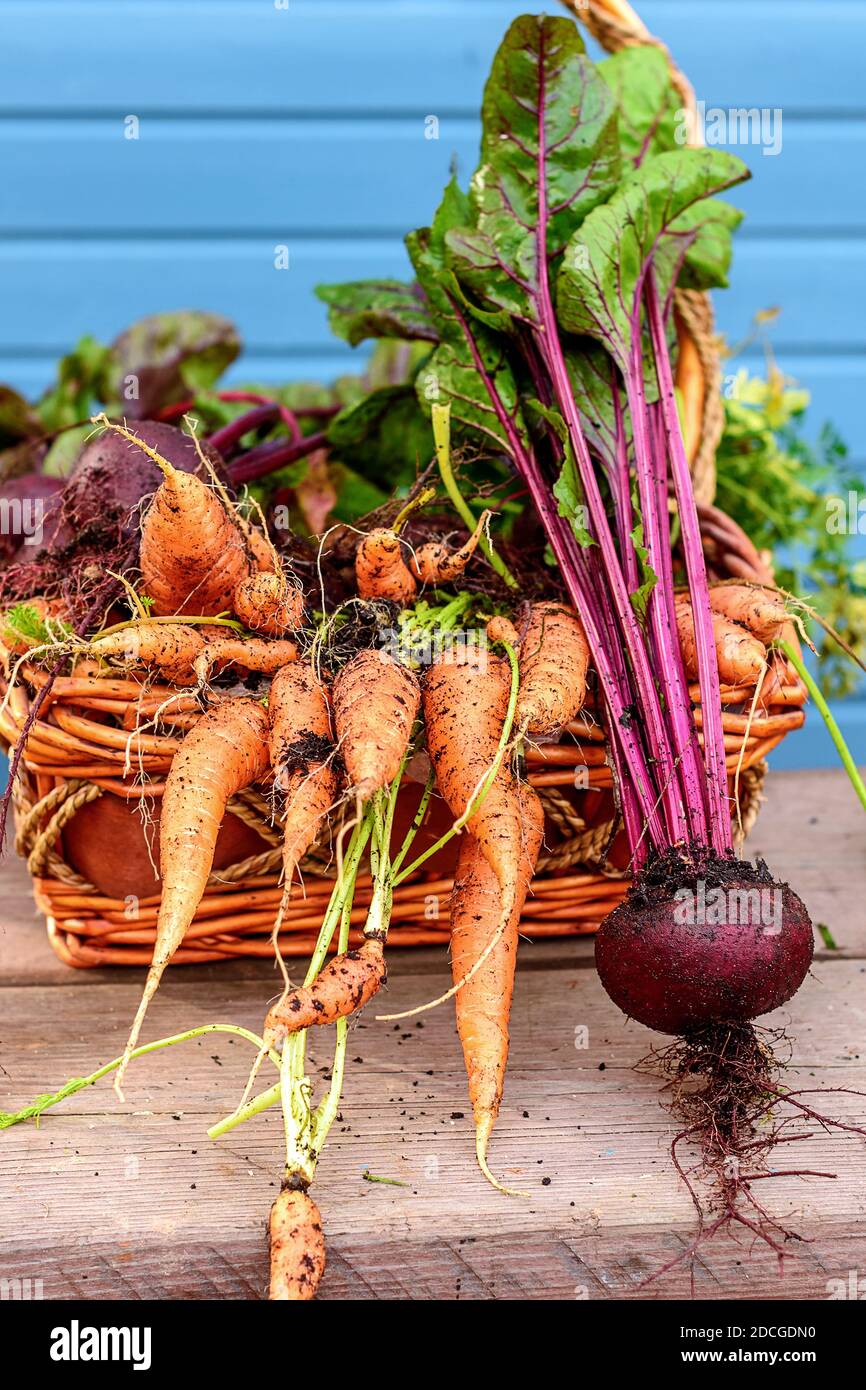 Frisch, einfach im Garten gepflückt, Gemüse im Korb: Karotten und Rüben mit Tops Stockfoto