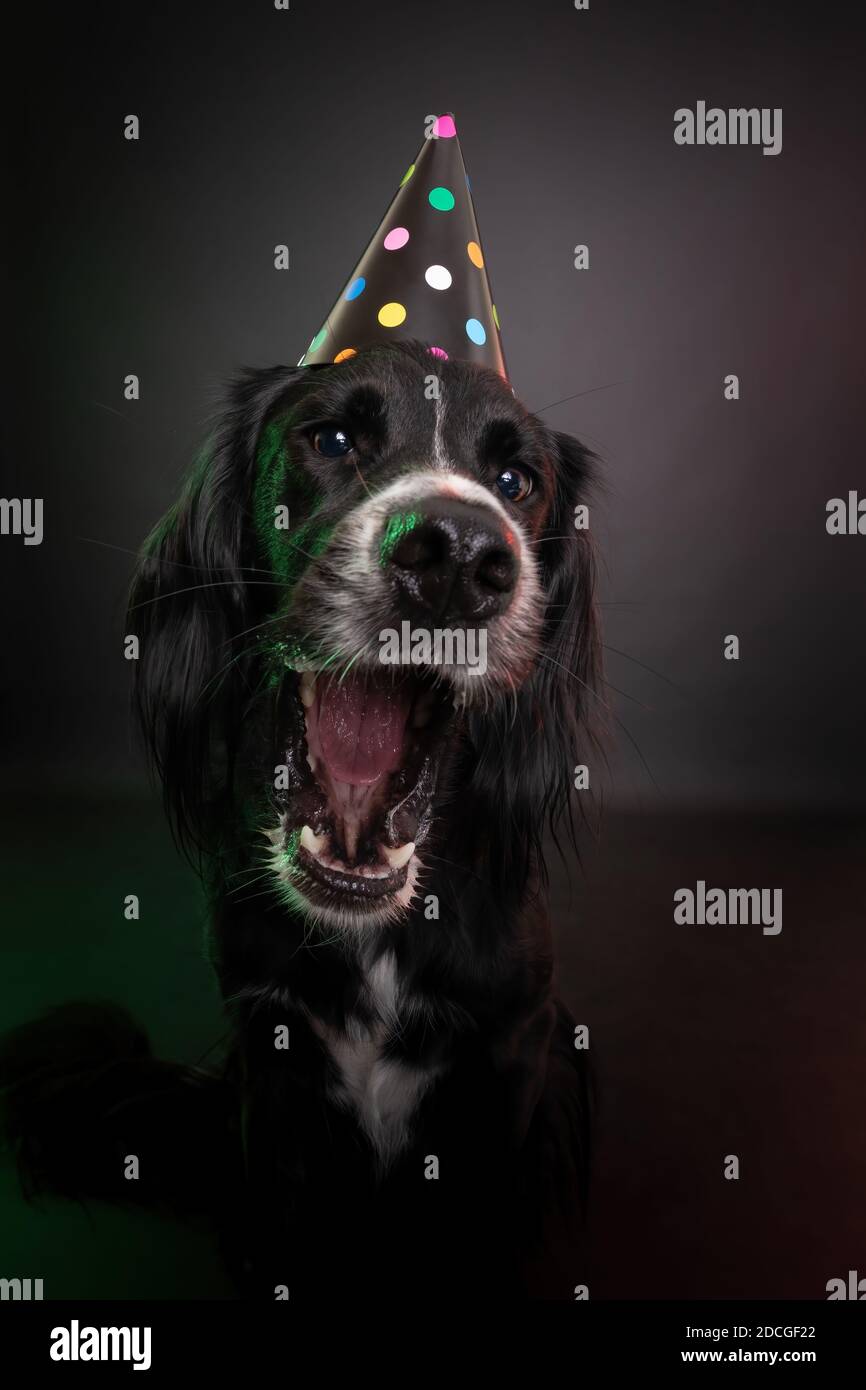 Lustiges Studioporträt eines schwarzen Hundes, der einen Geburtstag oder Silvester-Party-Hut mit bunten Tupfen trägt. Stockfoto