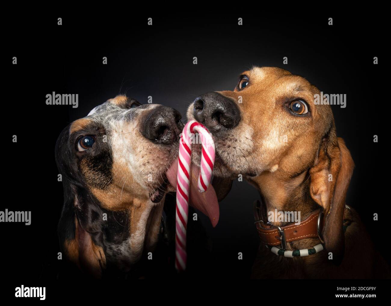Weihnachts-Studioporträt von zwei Segugio-Hunden, die sich vor einem schwarzen Hintergrund einen Zuckerrohr teilen. Stockfoto