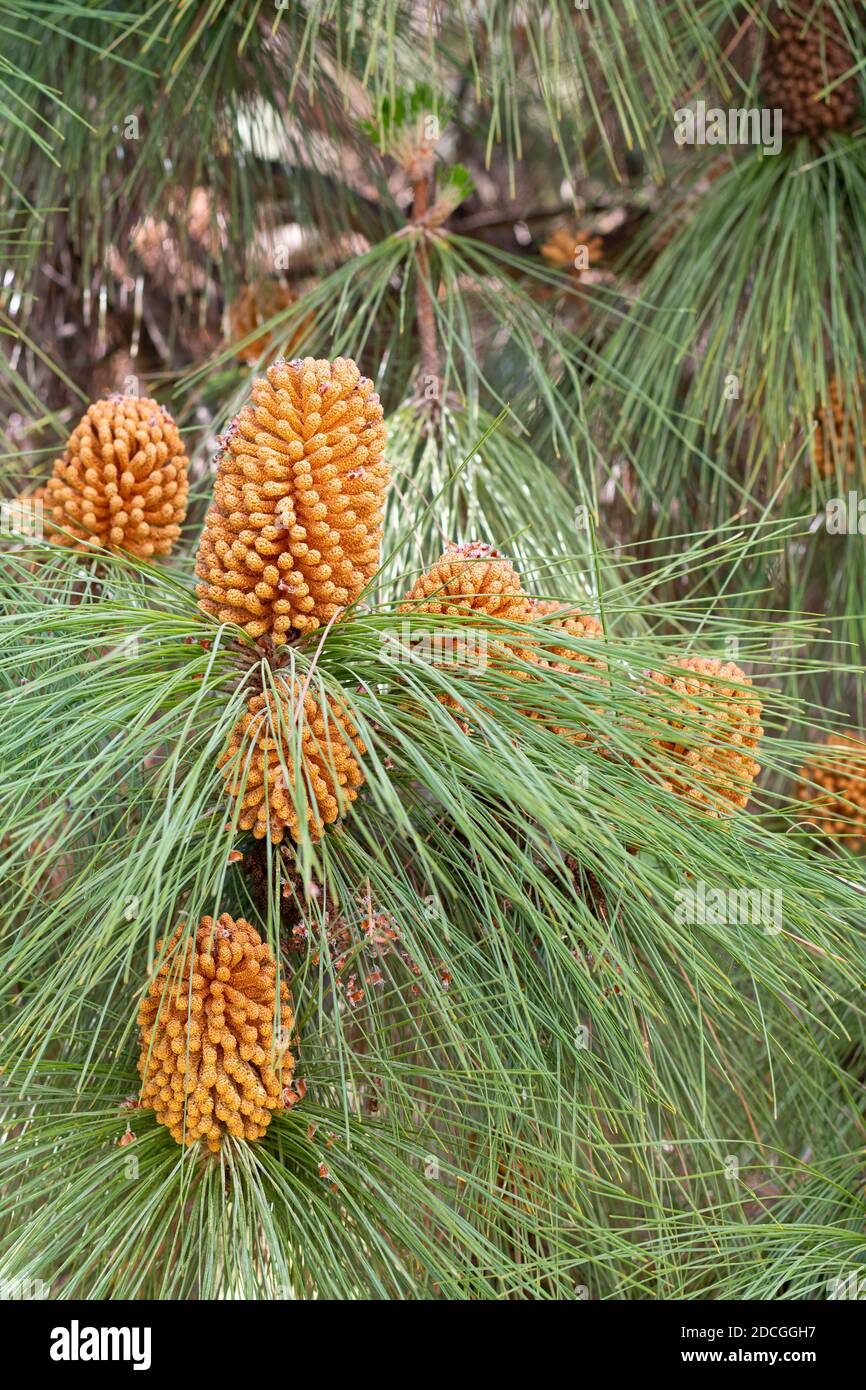 Pinus roxburghii (Chir-Kiefer, langblättrige indische Kiefer) männlicher Kegel im Frühjahr Stockfoto