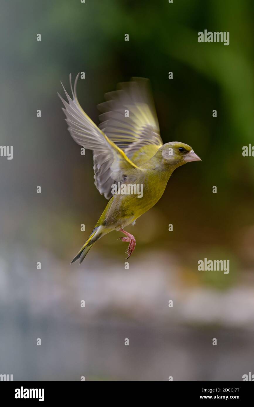 Greenfinch im Flug isoliert gegen Bokeh Hintergrund Stockfoto