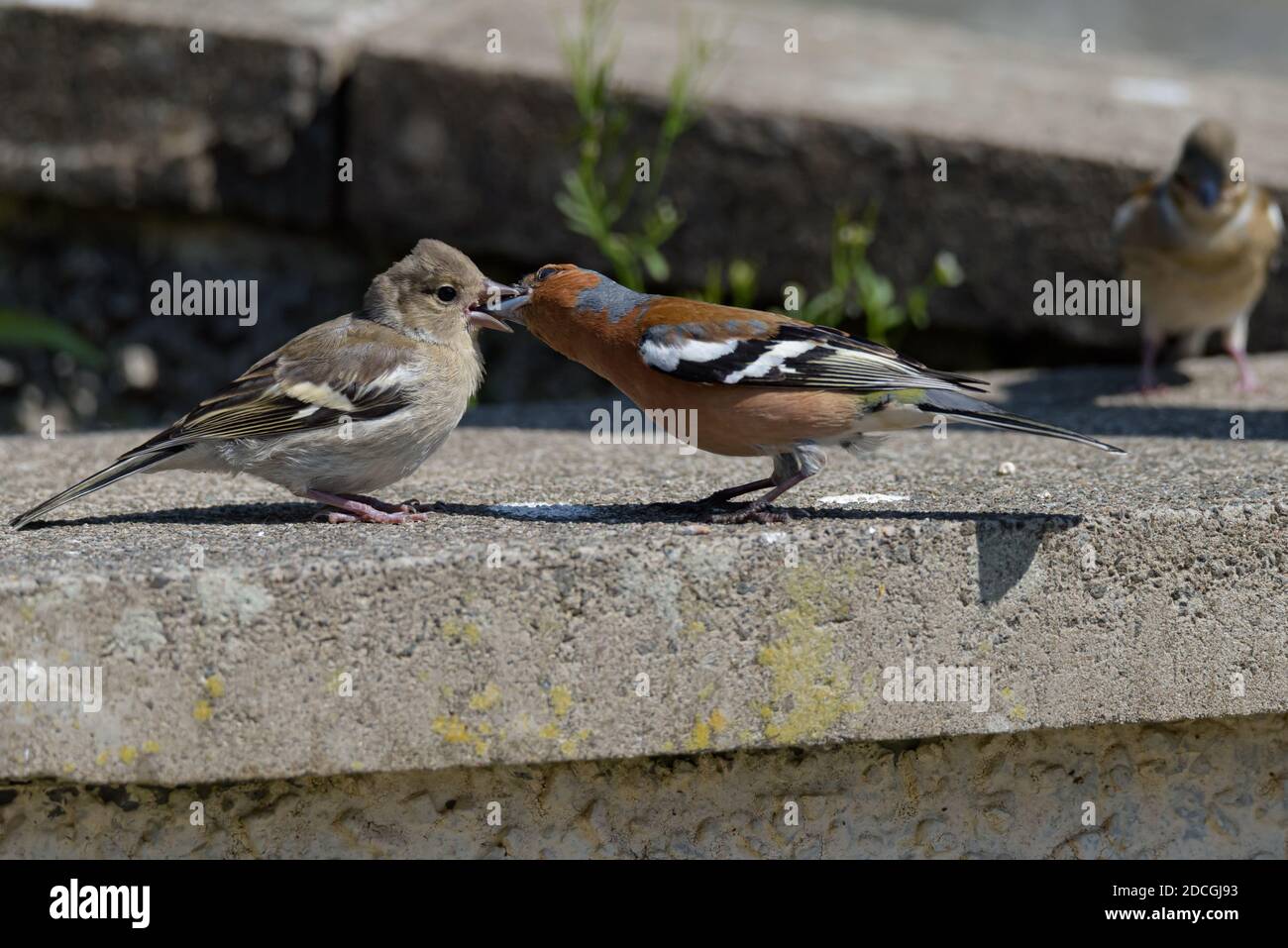 Männlich Chaffinch Fütterung Jung Stockfoto