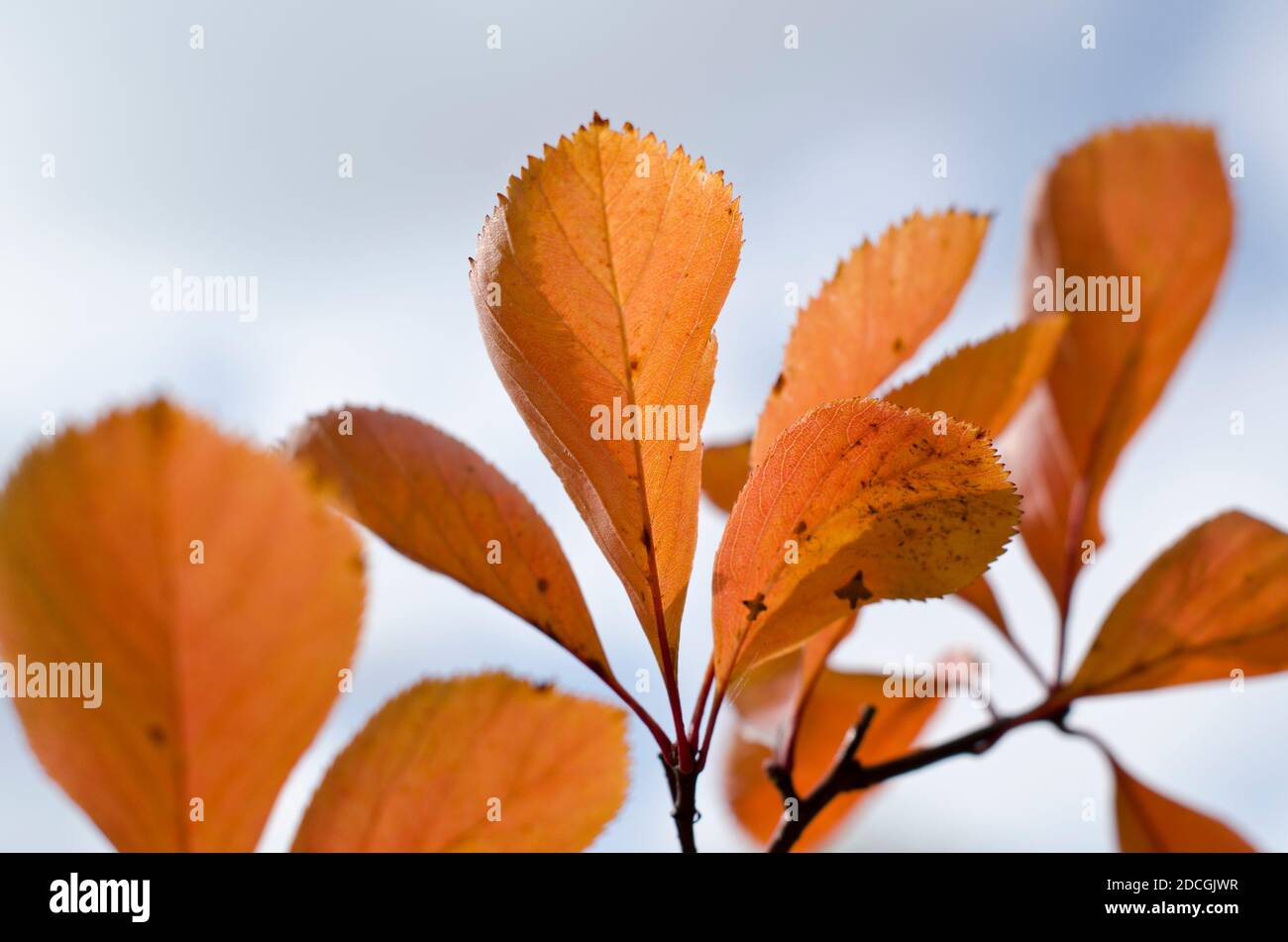Leuchtend orange Herbst/Herbst Blätter auf hellem Hintergrund auf einem sonnigen Tag Stockfoto