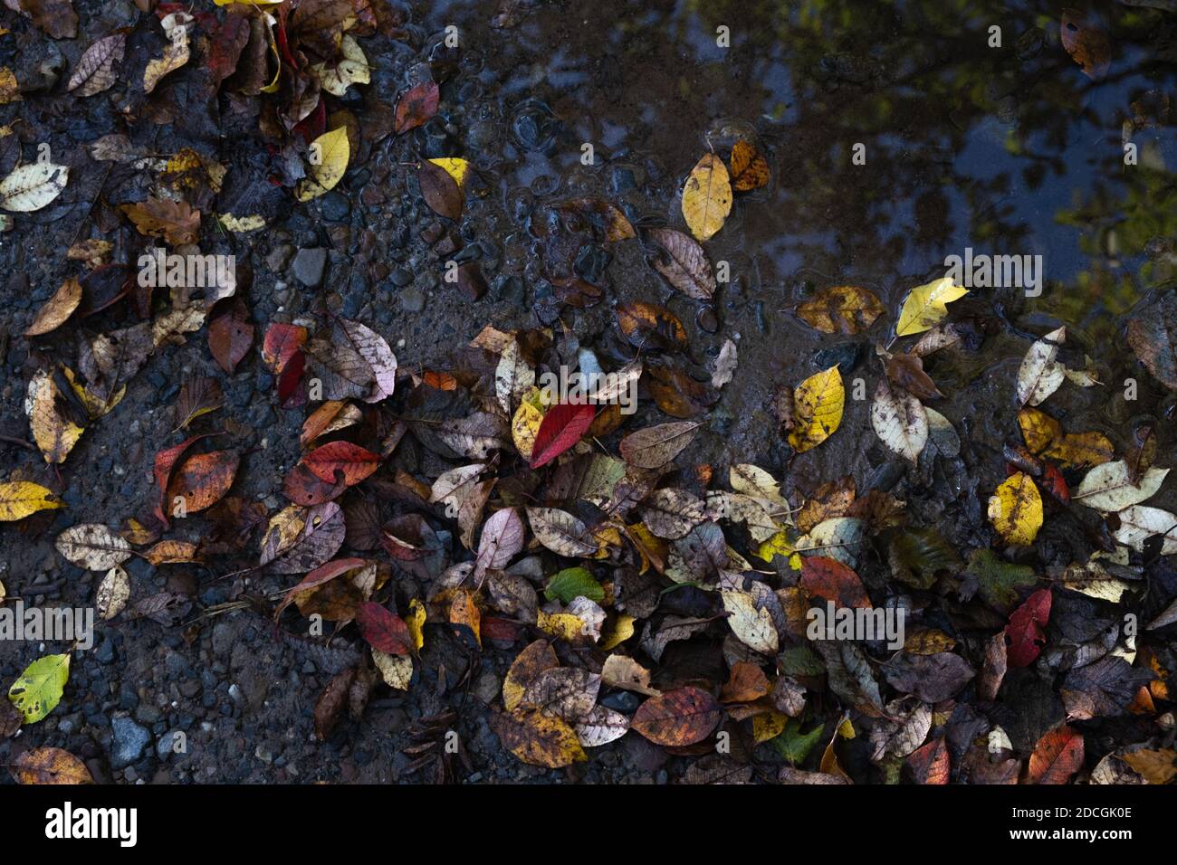 Der Herbst hinterlässt in einer schlammigen Wasserpfütze Stockfoto