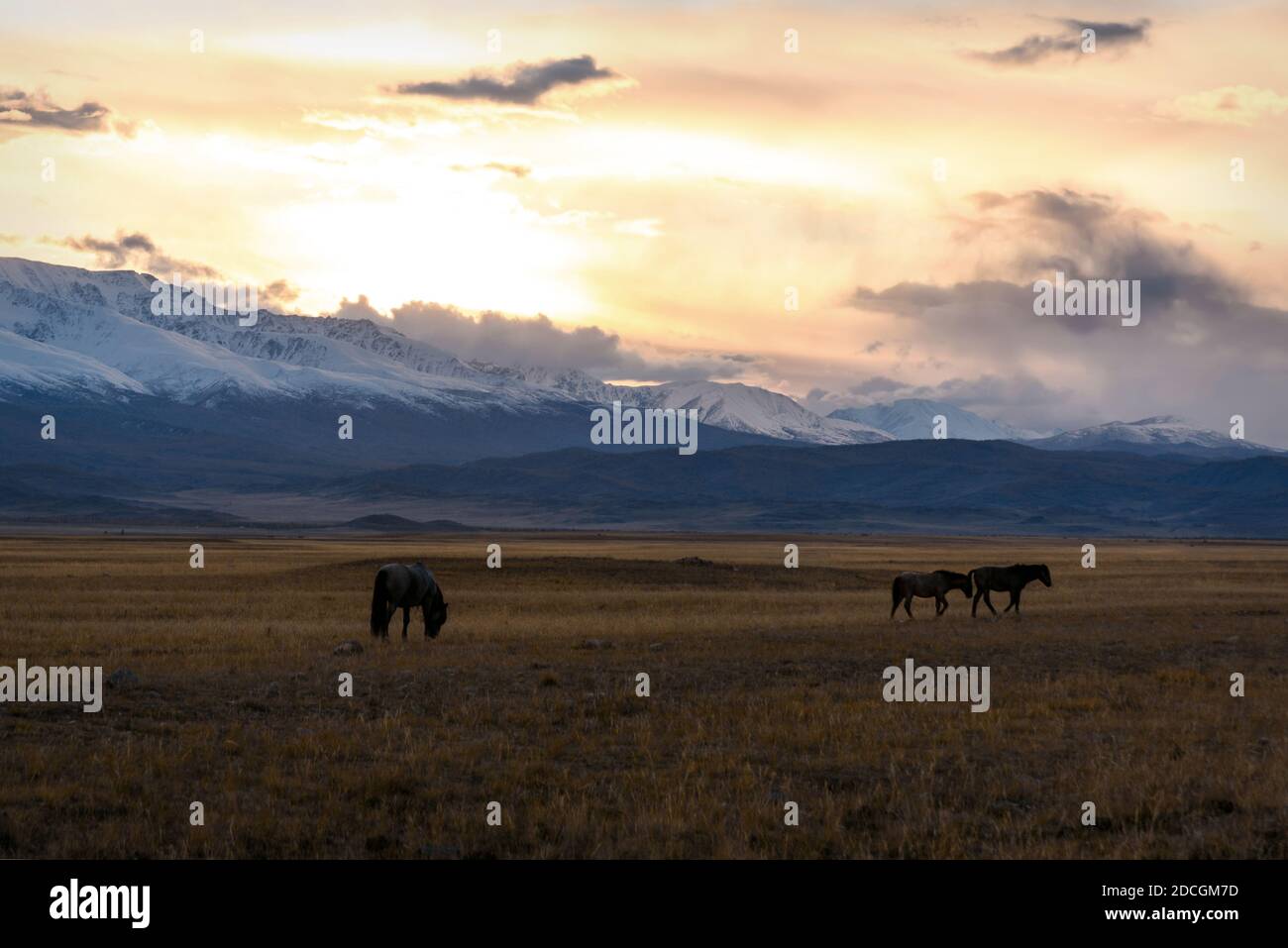 Malerischer goldener Sonnenuntergang mit Pferden, die auf einer Wiese grasen Die Steppe vor einem Hintergrund von verschneiten Bergen und ein Farbenfroher Himmel mit Wolken im Autu Stockfoto