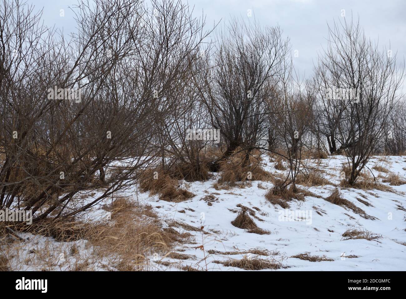 Bäume in der Nähe des Flusses im Spätherbst mit trockenem Gras und dem ersten Schnee. Landschaftlich schöner Blick. Stockfoto