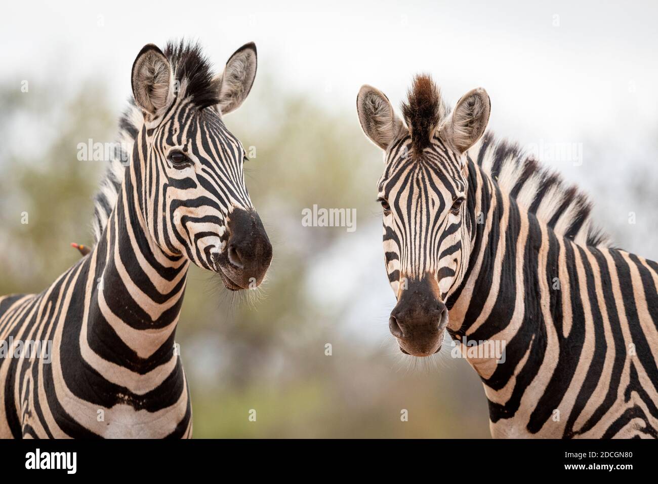 Zwei Zebras stehen zusammen im Kruger Park in Südafrika Stockfoto