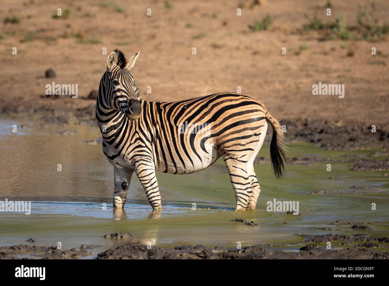 Erwachsene weibliche Zebra steht in grün schlammigen Wasser in Gold Morgensonne im Kruger Park in Südafrika Stockfoto