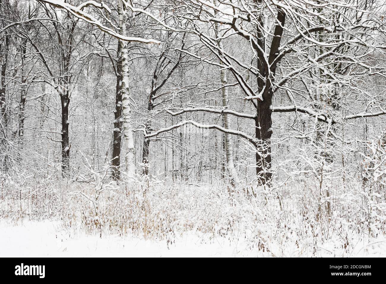 Weiße Wälder im Winter mit dem Schnee. Schwarze Zweige ohne Blätter. Flaches Licht ohne Schatten und ohne Sonne. Stockfoto