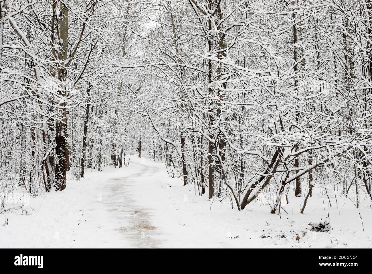 Ein Weg in den weißen Wäldern im Winter mit dem Schnee. Schwarze Zweige ohne Blätter. Flaches Licht ohne Schatten und ohne Sonne. Stockfoto