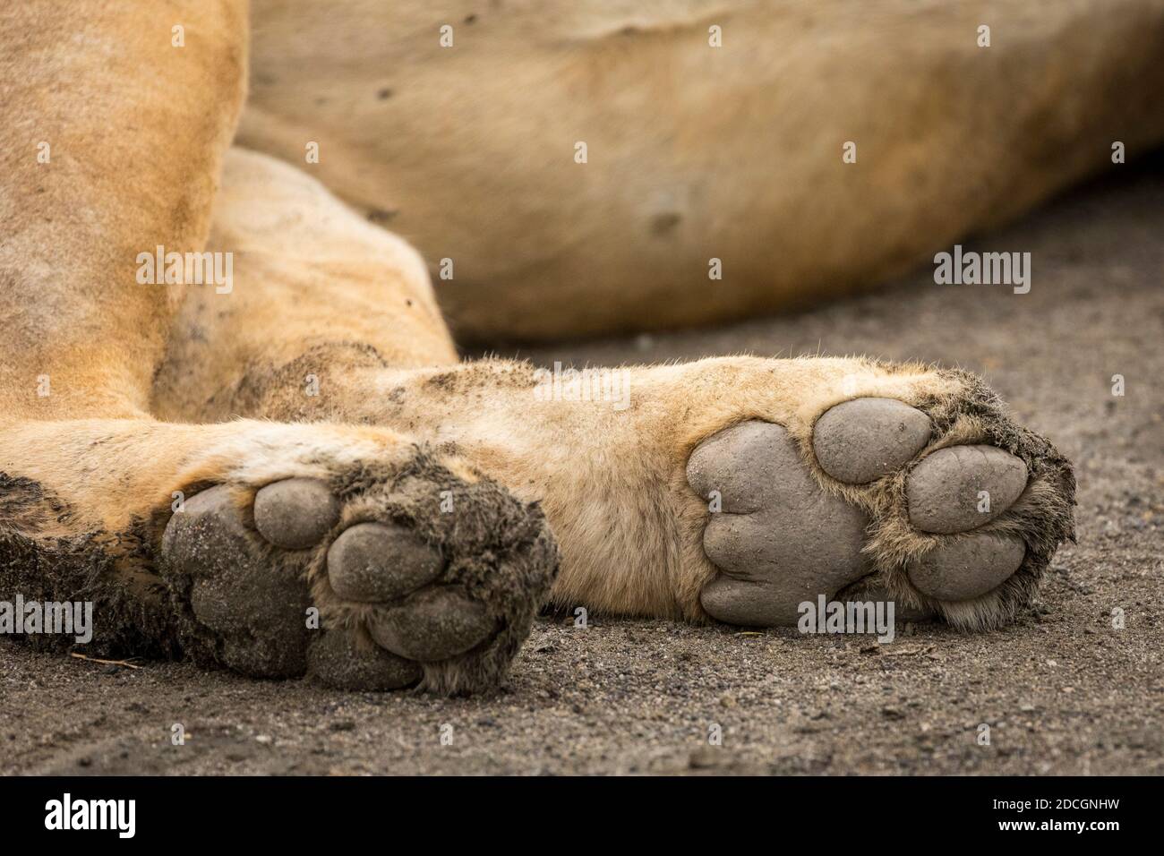 Löwenpfoten eines erwachsenen Löwen, der in Ndutu liegt Reserve in Tanzania Stockfoto