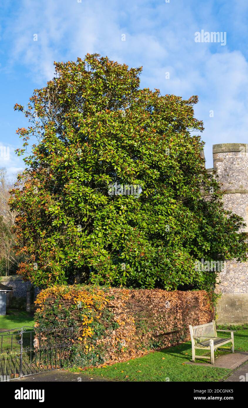 Magnolia grandiflora (Southern Magnolia Tree oder Bull Bay Tree) immergrüner Baum wächst im Herbst in West Sussex, England, UK. Stockfoto