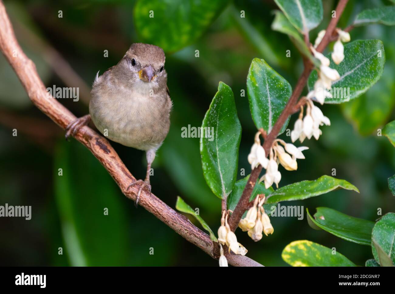 Vorderansicht eines weiblichen Haussparrow-Vogels (Passer domesticus), der im Herbst in West Sussex, England, auf einem Zweig in einem Busch in der Kamera thront. Stockfoto