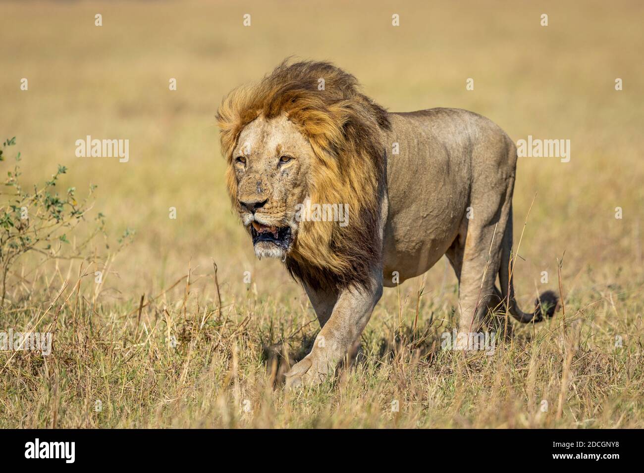 Großer männlicher Löwe mit einer großen Mähne, die im Gras läuft Ebene des Savuti Reservats in Botswana Stockfoto