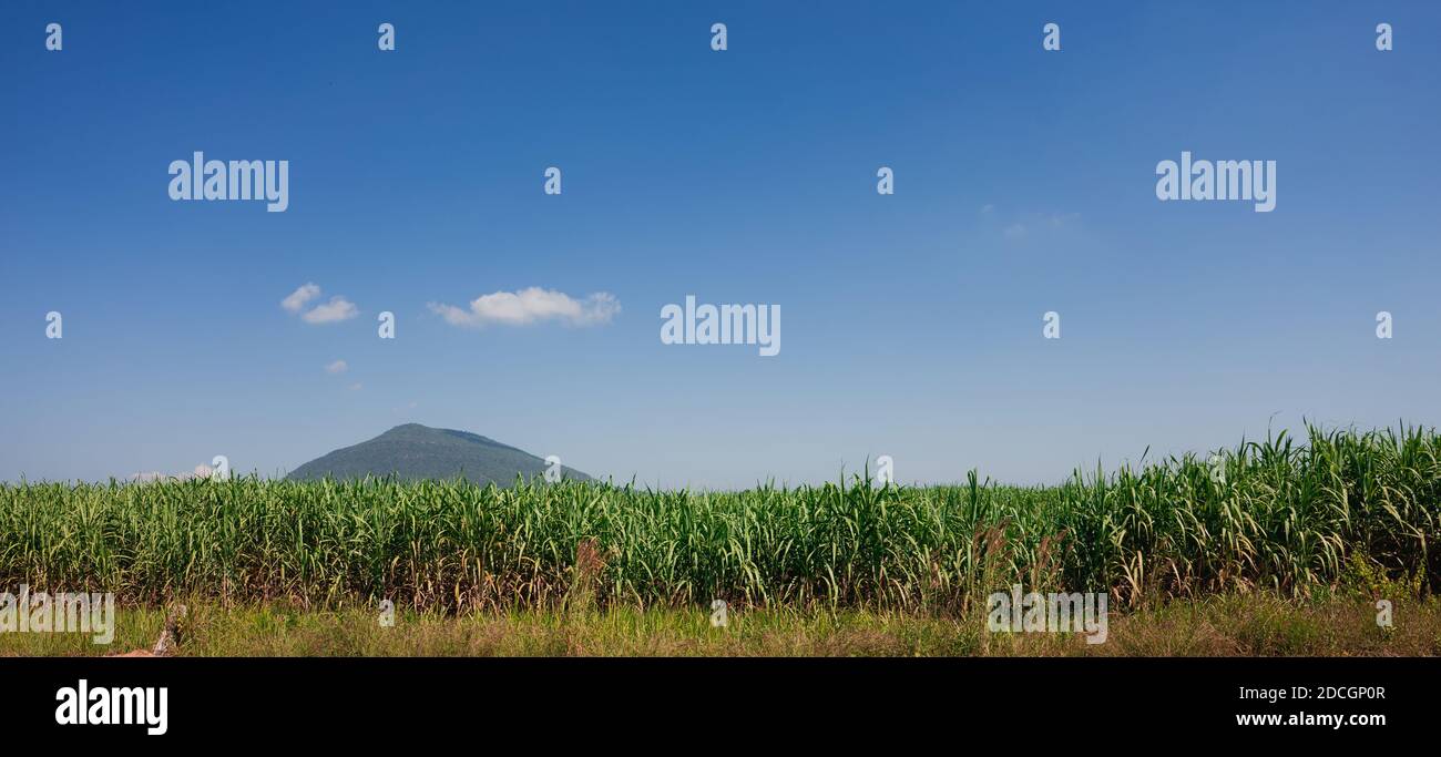 Zuckerrohrfarm, grüne Zuckerpflanze in blauen Himmel Tag Stockfoto