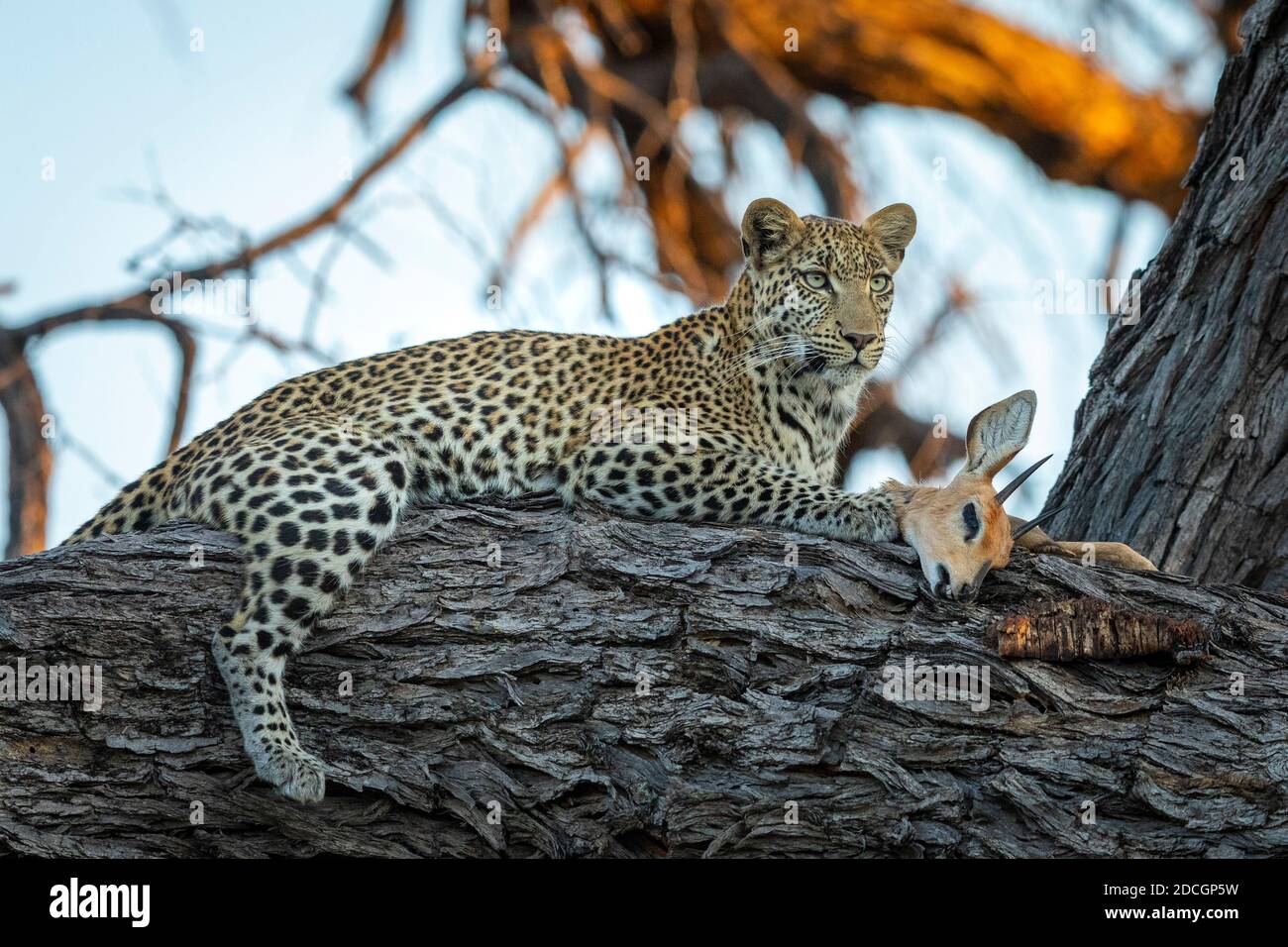 Leopard im Baum liegend mit seiner Beute in Gold Nachmittag Sonnenuntergang Licht im Khwai Okavango Delta in Botswana Stockfoto