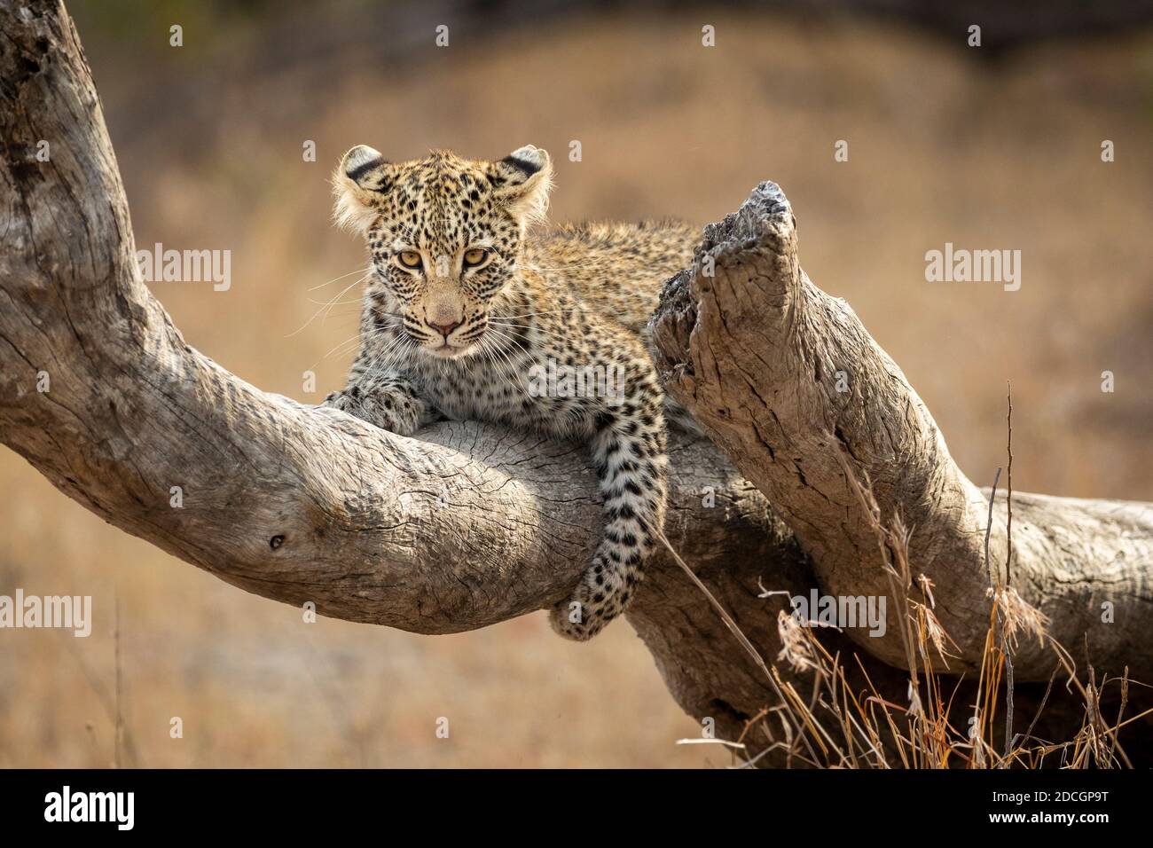Junges Leopardenjunges, das auf einem toten Baumzweig liegt und schaut Bei der Kamera im Kruger Park in Südafrika Stockfoto
