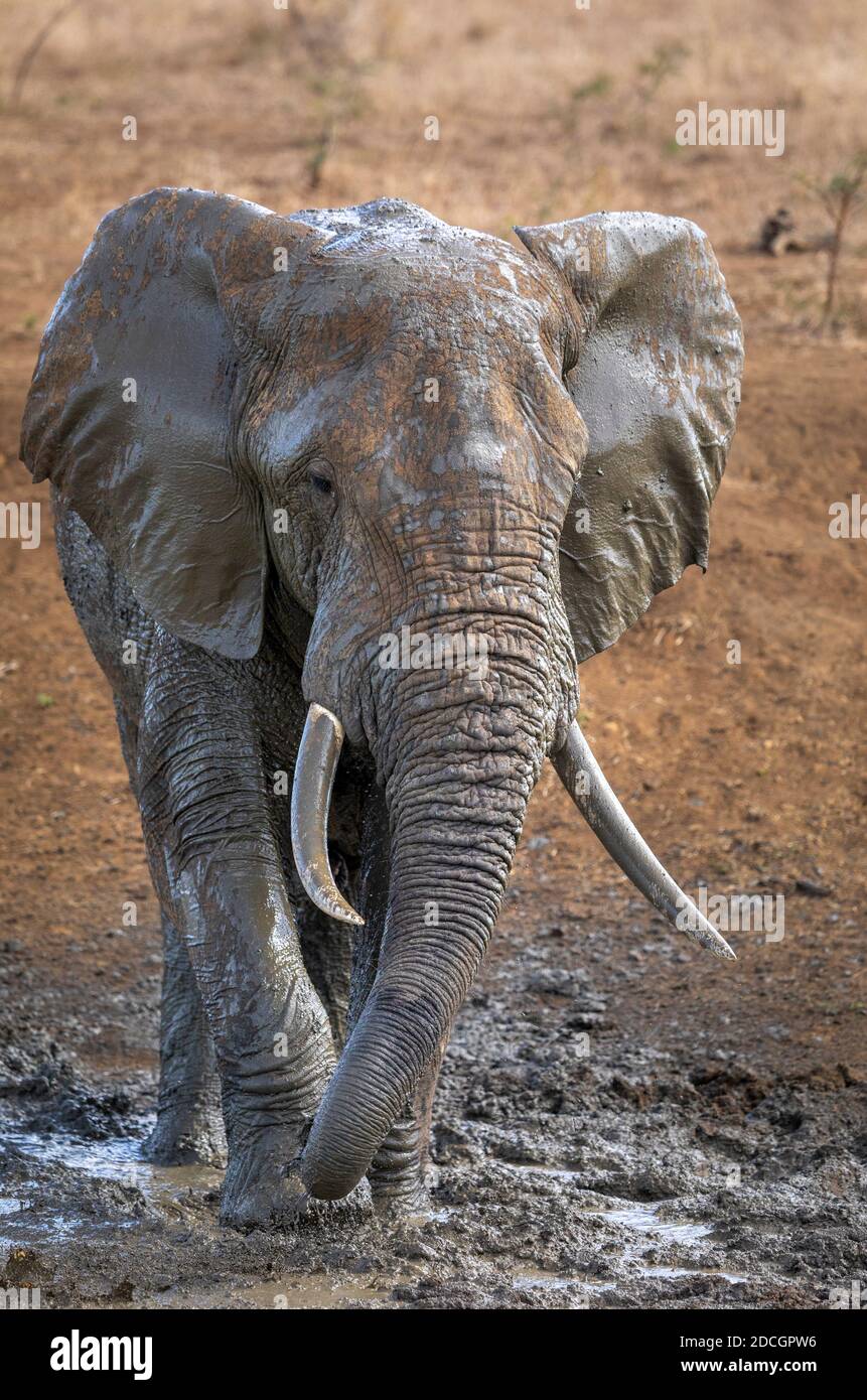 Großer Elefantenbulle mit großen Stoßzähnen Schlamm Baden in Kruger Park in Südafrika Stockfoto